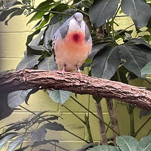 Luzon Bleeding-Heart Dove