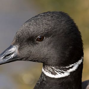 Black Brant Goose, WWT Slimbridge, UK