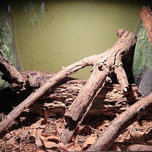 Reptilandia Reptile Lagoon - Argentine Boa Exhibit