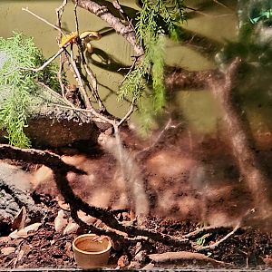 Reptilandia Reptile Lagoon - White-Lipped Pit Viper Exhibit