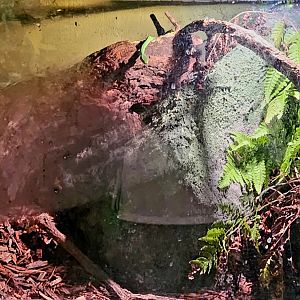 Reptilandia Reptile Lagoon - Green Bush Rat Snake Exhibit