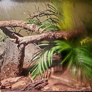 Reptilandia Reptile Lagoon - Odd-Chinned Skink Exhibit