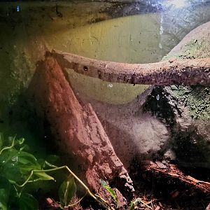 Reptilandia Reptile Lagoon - Rhino Rat Snake Exhibit