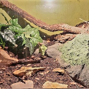 Reptilandia Reptile Lagoon - Viper Boa Exhibit