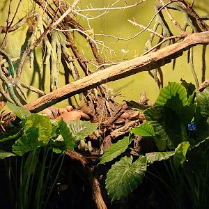 Reptilandia Reptile Lagoon - Yellow-Tailed Cribo Exhibit