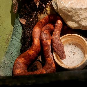Viper Boa (Candoia aspera)