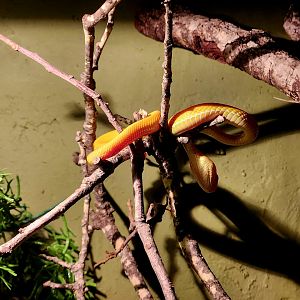 Albino White-Lipped Pit Viper (Trimeresurus albolabris)