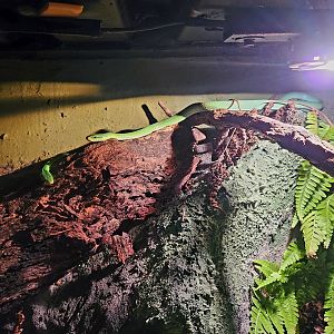 Green Bush Rat Snakes (Gonyosoma prasinum)