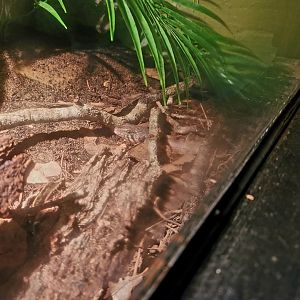 Odd-Chinned Skink (Eugongylus mentovarius)