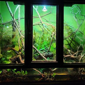 Reptilandia Reptile Lagoon - South Asian Exhibit