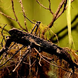 Chinese Crocodile Lizard (Shinisaurus crocodilurus)
