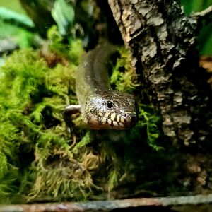 Madagascar Giant Water Skink (Amphiglossus reticulatus)