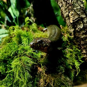 Madagascar Giant Water Skink (Amphiglossus reticulatus)