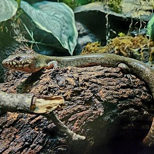 Madagascar Giant Water Skink (Amphiglossus reticulatus)