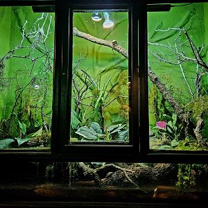 Reptilandia Reptile Lagoon - Madagascar Giant Water Skink Exhibit