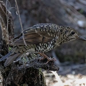 Bassian Thrush