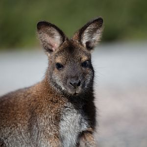 Bennett's Wallaby