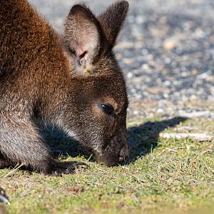 Bennett's Wallaby