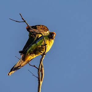 Green Rosellas
