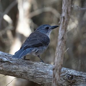 Grey Shrike Thrush