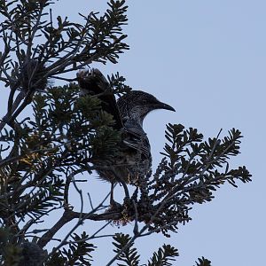 Little Wattlebird