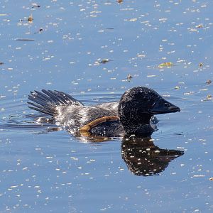 Musk Duck