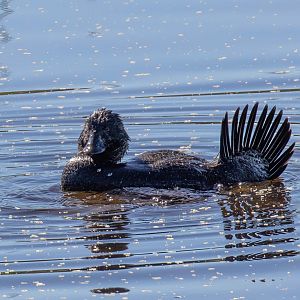 Musk Duck