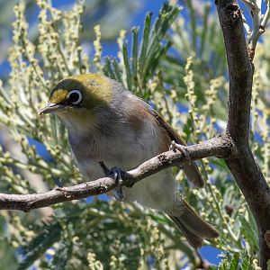 Silvereye