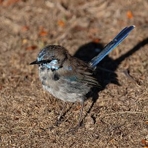 Superb Fairy Wren