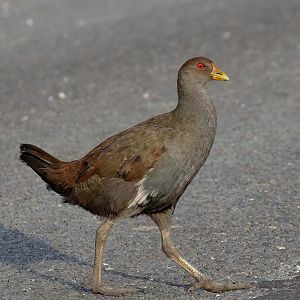 Tasmanian Native Hen