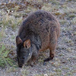 Tasmanian Pademelon