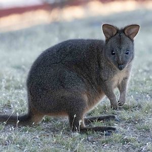 Tasmanian Pademelon