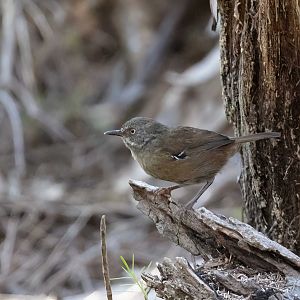 Tasmanian Scrubwren