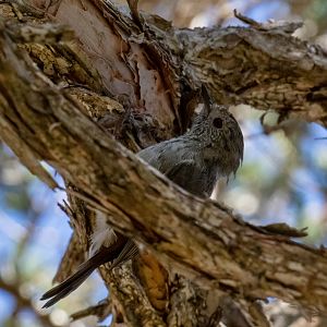 Tasmanian Thornbill