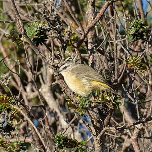 Yellow-rumped Thornbill