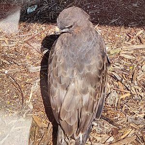 Everglades Alligator Farm (2024) - Common Buzzard