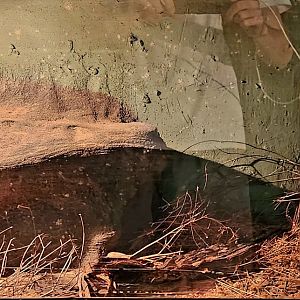 Reptilandia Reptile Lagoon - Saharan Horned Viper Exhibit