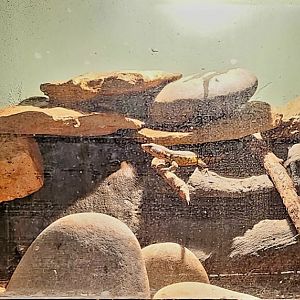 Reptilandia Reptile Lagoon - Drakensberg Crag Lizard Exhibit