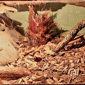 Reptilandia Reptile Lagoon - Undescribed Cantil Exhibit