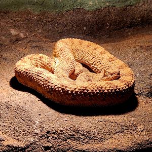 Saharan Horned Viper (Cerastes cerastes)