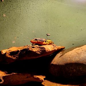 Male Drakensberg Crag Lizard (Pseudocordylus subviridis)