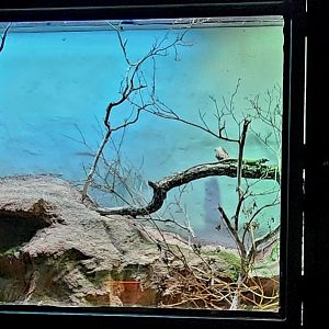 Reptilandia Reptile Lagoon - Jayakar Lizard Exhibit