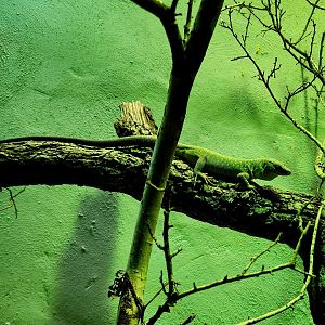 Jayakar Lizard (Omanosaura jayakari)