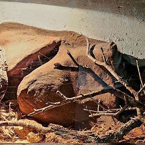 Reptilandia Reptile Lagoon - Spotted Python Exhibit