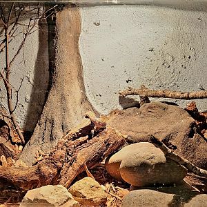 Reptilandia Reptile Lagoon - Angolan Coral Snake Exhibit