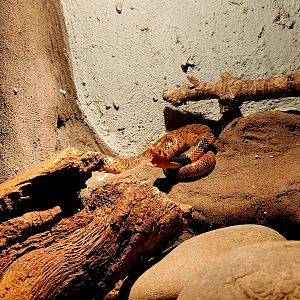 Angolan Coral Snake (Aspidelaps lubricus cowlesi)