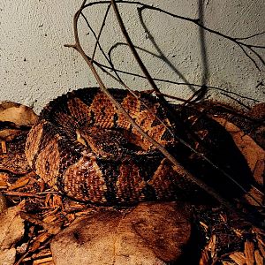 Jumping Viper (Metlapilcoatlus nummifer)