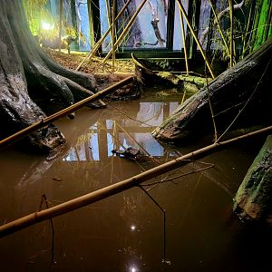 Pair of Dwarf Crocodiles (Osteolaemus tetraspis)