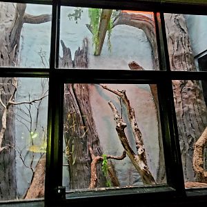 Reptilandia Reptile Lagoon - Lace Monitor Exhibit