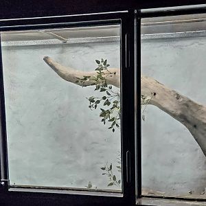 Reptilandia Reptile Lagoon - Lace Monitor Exhibit